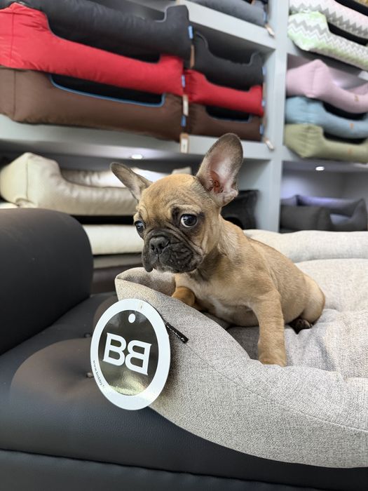 Bulldog Frances menino lindo