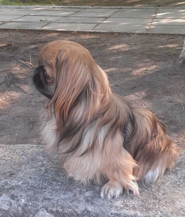 Пекинесик ждет девочку на вязку