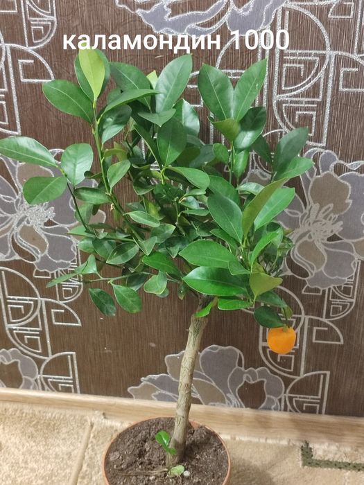 Заміокулькас чорний равен, лавровий лист, каламондин ,манго