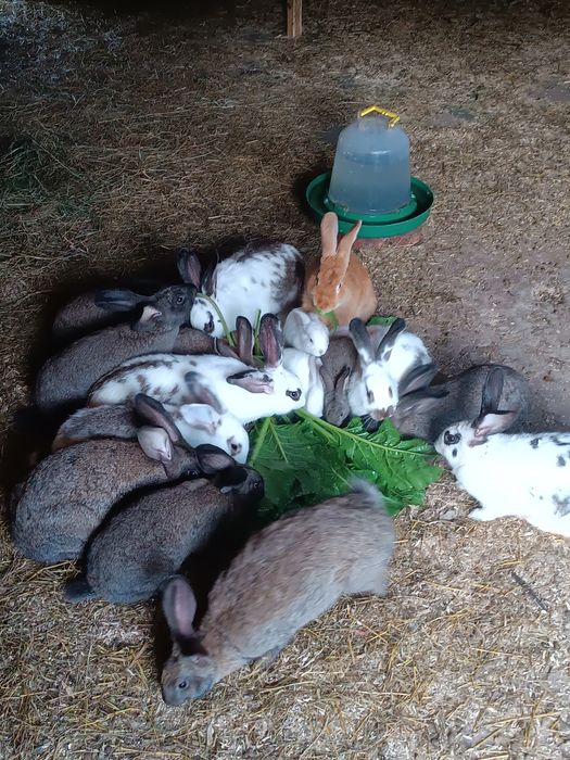 Кролики різного віку