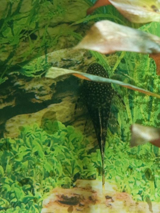 Glonojad zbrojnik - cena za 2 sztuki