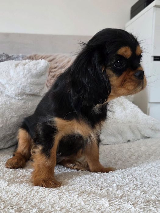 Cavalier King Charles Spaniel - piesek