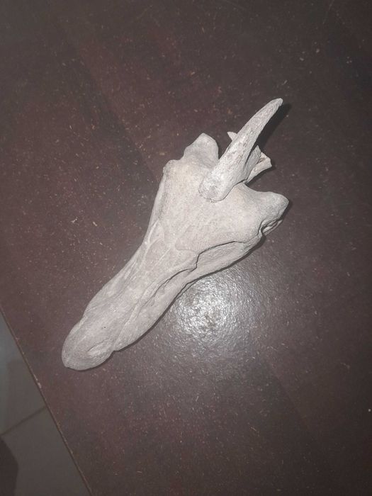 Fóssil de animal prestórico