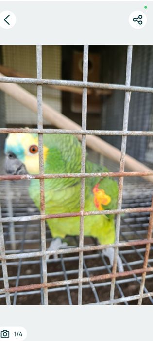 Amazona aestiva xanthopteryx