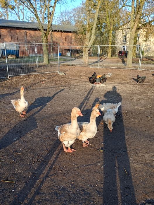 Jajka lęgowe od gesi