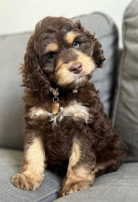 Uroczy piesek  American Cockapoo chocolate tan - cocker amerykański & pudel