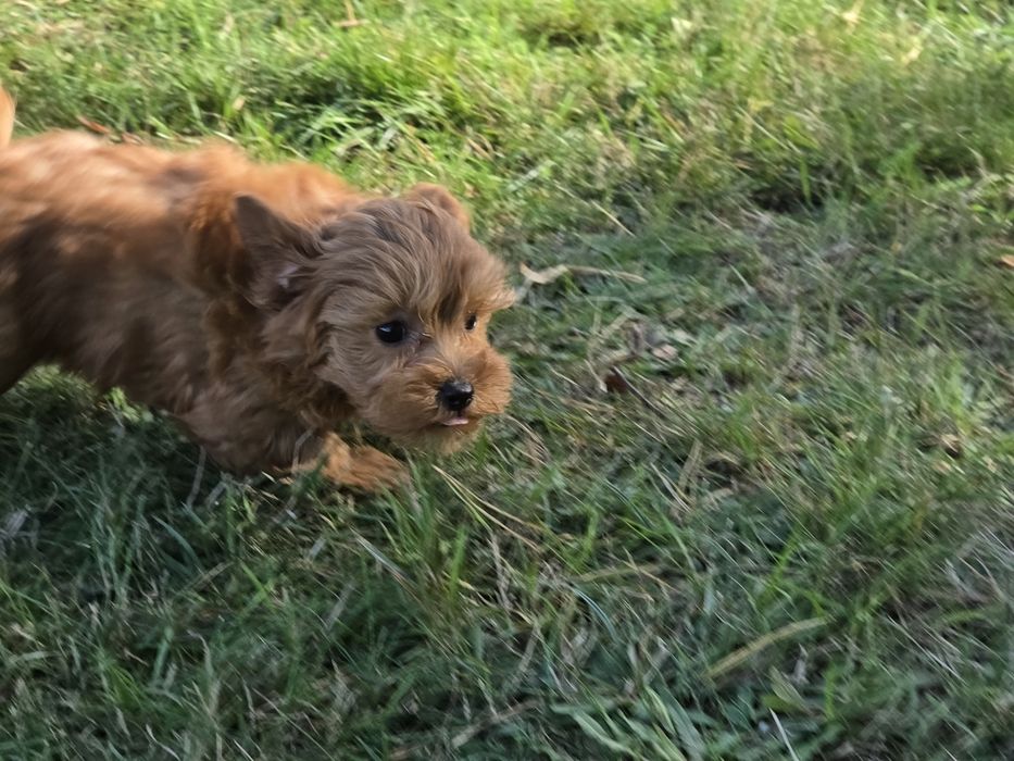 Maltipoo szczenię    z metryką