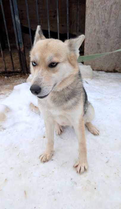 Хаскі метис в добрі руки (дівчинка, молода, активна, не на ланцюг)