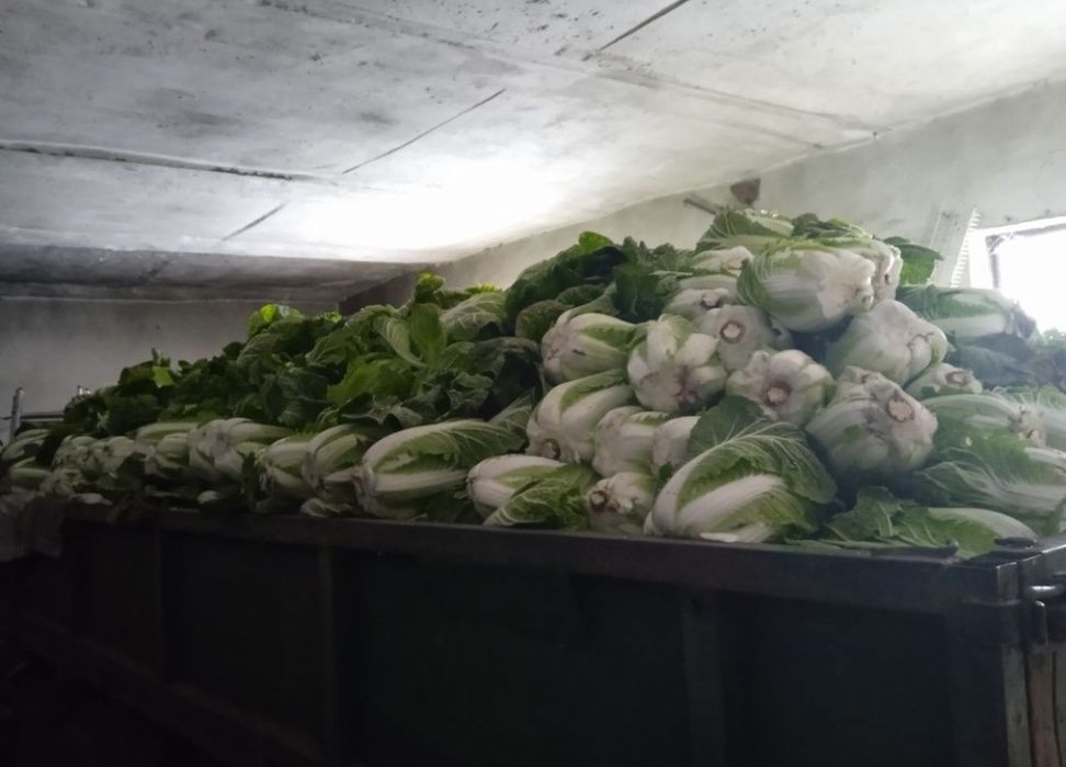 kapusta pekińska 4 sztuki wysyłka inpost od rolnika paczkomat