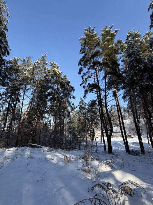 Ділянка у сосновому лісі 8-10 соток с. Ходосівка Новообухівська траса