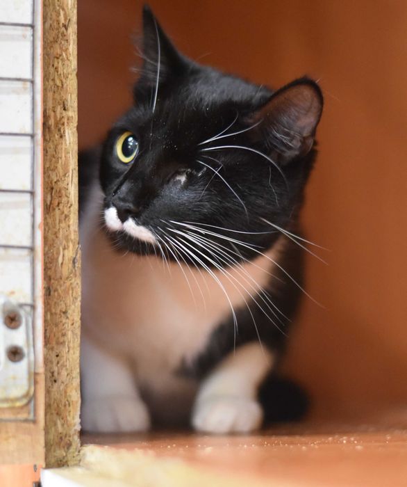 Молодая кошка Лётка ищет дом