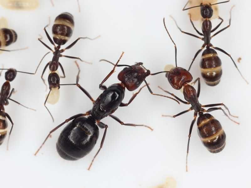 Купить Camponotus jianghuaensis - формикарий 1000 грн