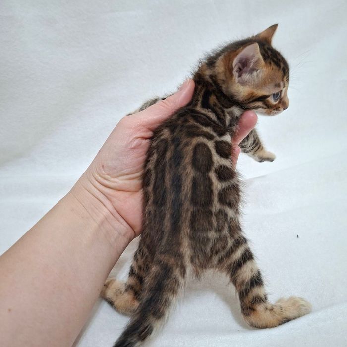 Бенгальські кошенята