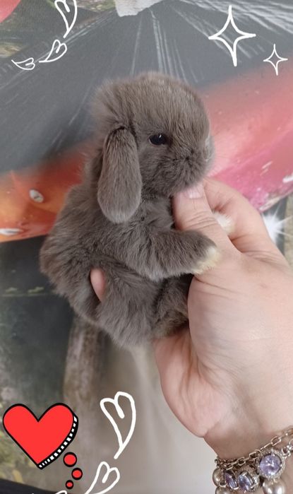 Kroliczki mini lop miniaturka hodowla zarejestrowana