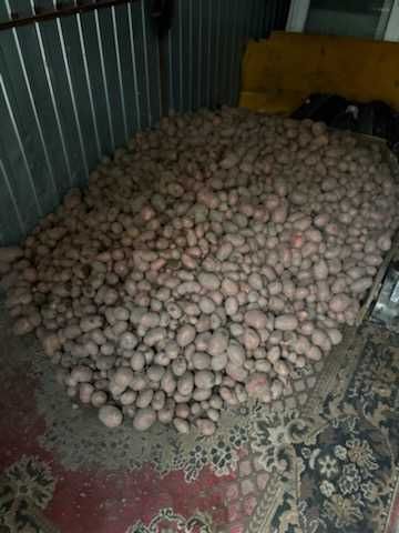 Ziemniaki sprzedam