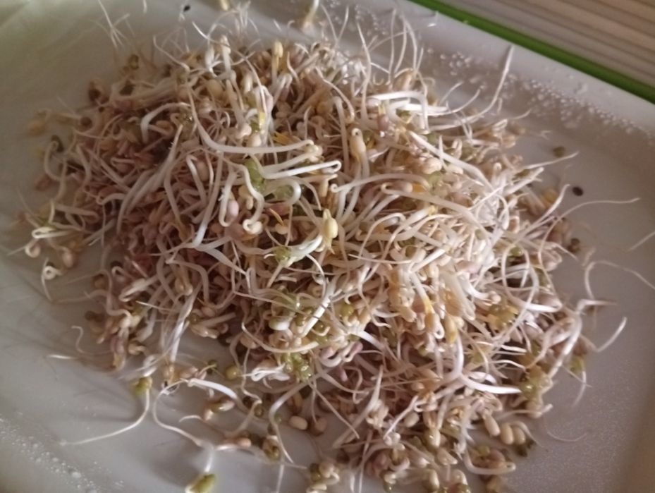 Свежие ростки маш, (мунг, соя)пророщенный маш