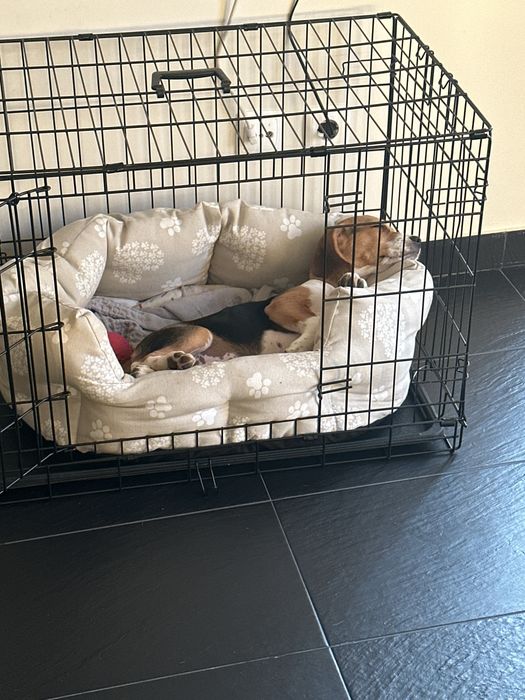 Jaula para cão ao gato