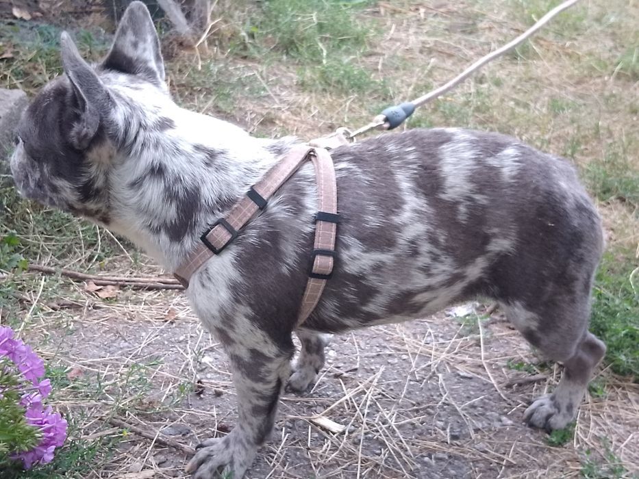 Французький бульдог дівчинка