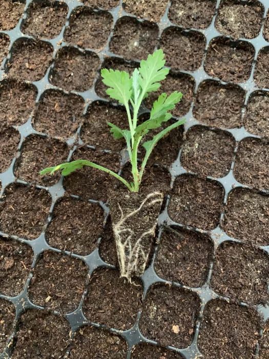 Хризантема мультифлора вкорінений черенок