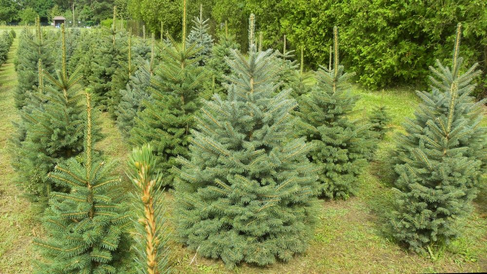 Choinki. Świerk srebrny formowany. 1.0 - 1.8m.