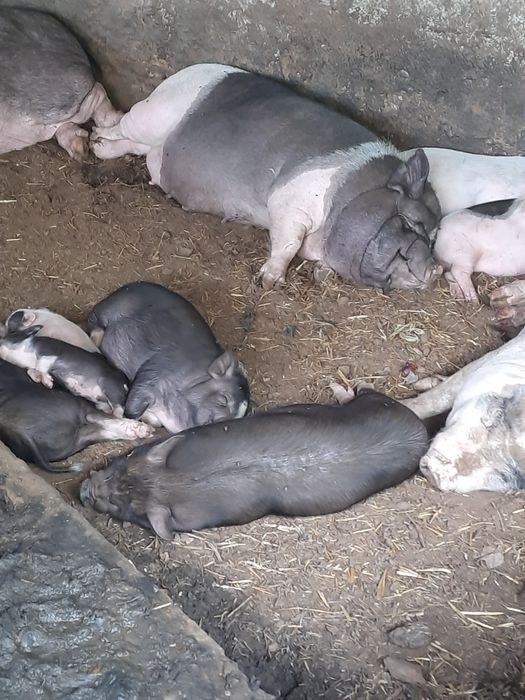 Вьетнамские поросята