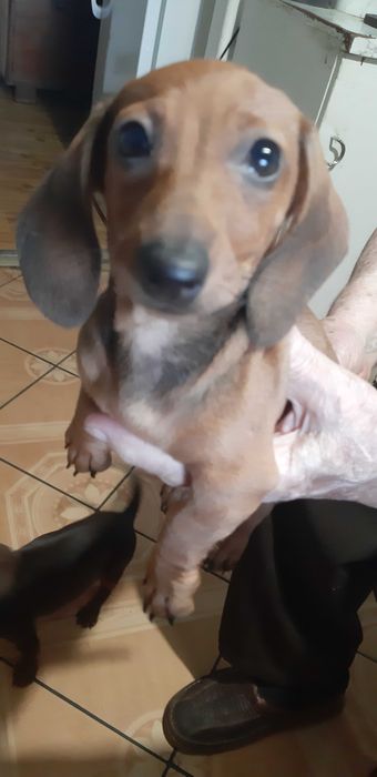 jamnik króliczy -miniatura Piesek Gucio