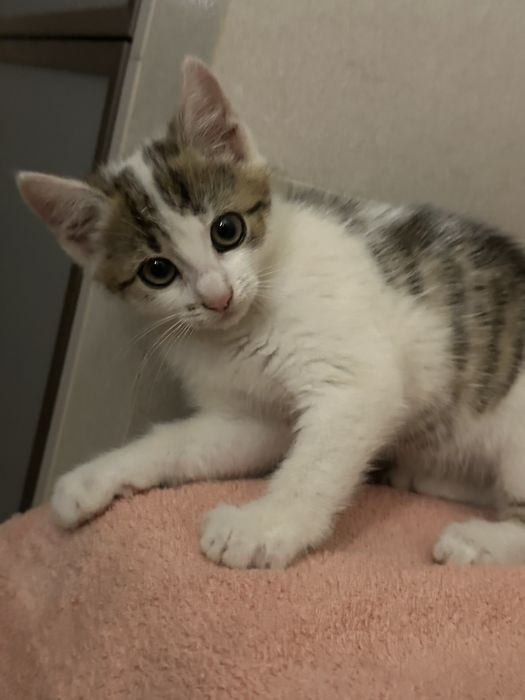 Віддаю в добрі руки