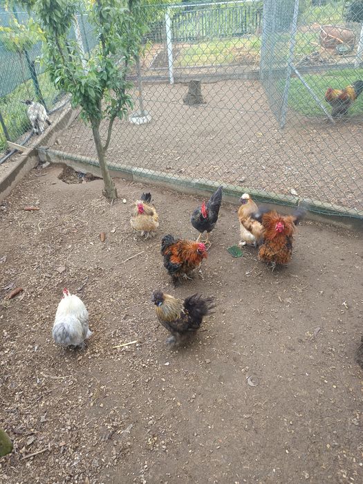 Sedosas variadas e galinhas frisadas