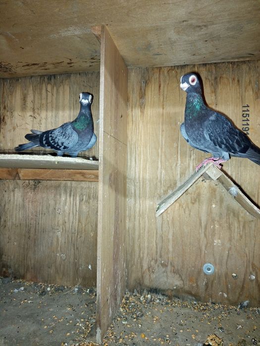 Brodawczaki gołębie ozdobne