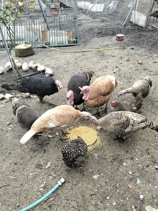 Vendo ovos de perúa caseiros