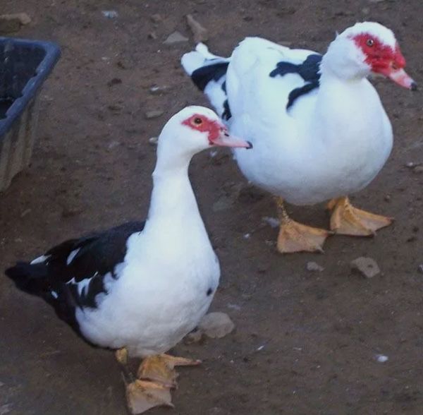 Качки німаки домашні парочка700 грн