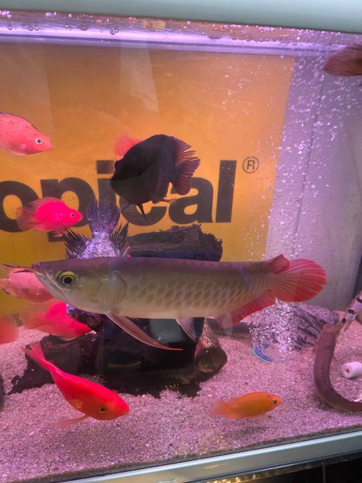 Arowana super red