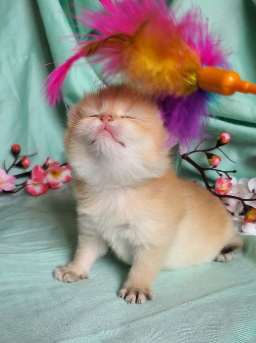 Ручные милашки, котята золотая шиншилла.