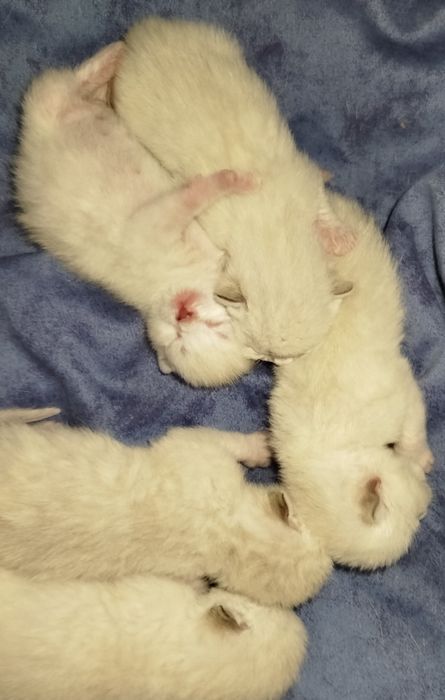Котята. Срібна шиншила