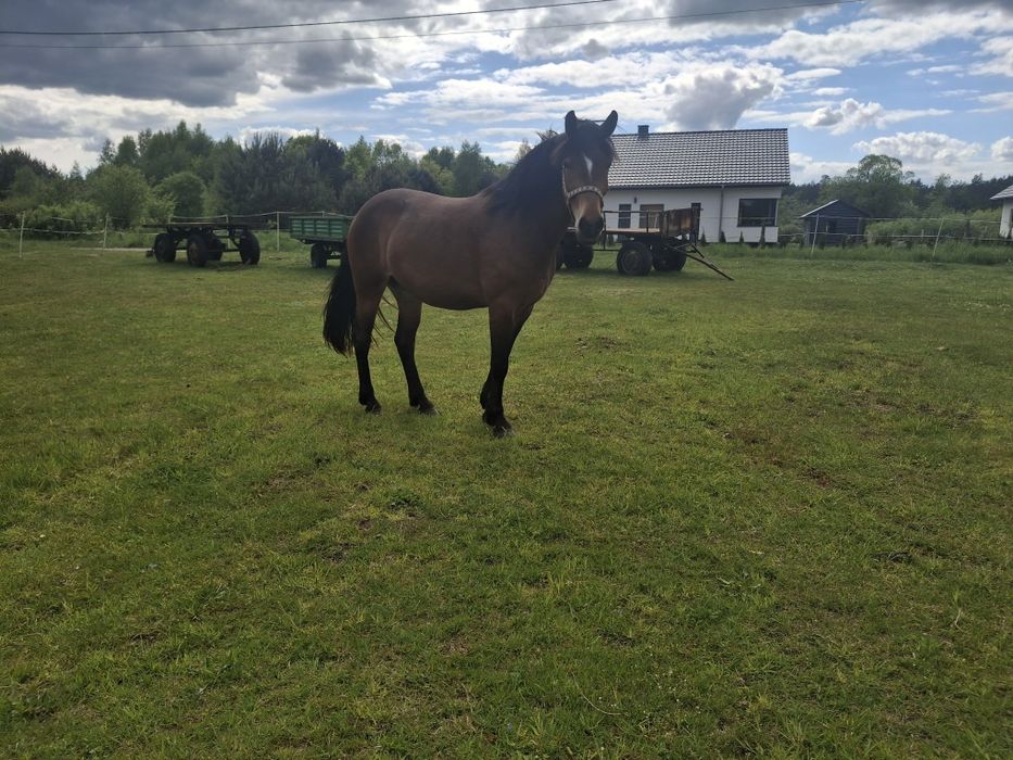 Koń klacz 4 lata 163cm