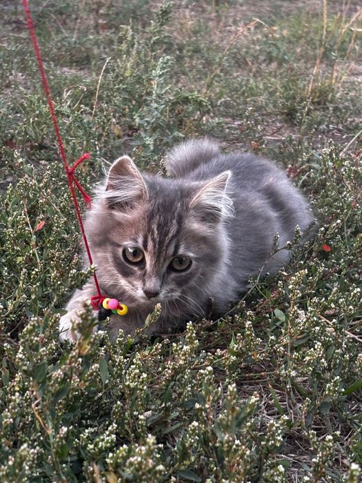 Кошенятко в добрі руки