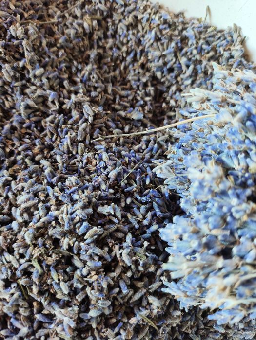 Лаванда суха,квіти лаванди