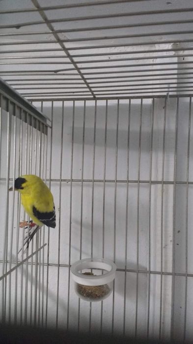 Tenho interesse em adquirir um casal de spinus tristis