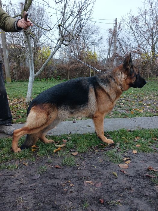 Кобель німецької вівчарки