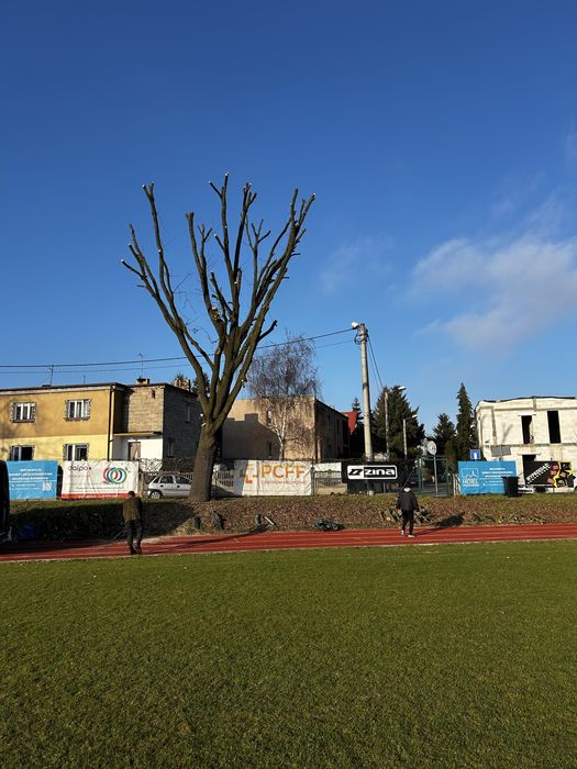 Tania wycinka drzew przycinanie frezowanie korzeni Wertykulacja wywóz