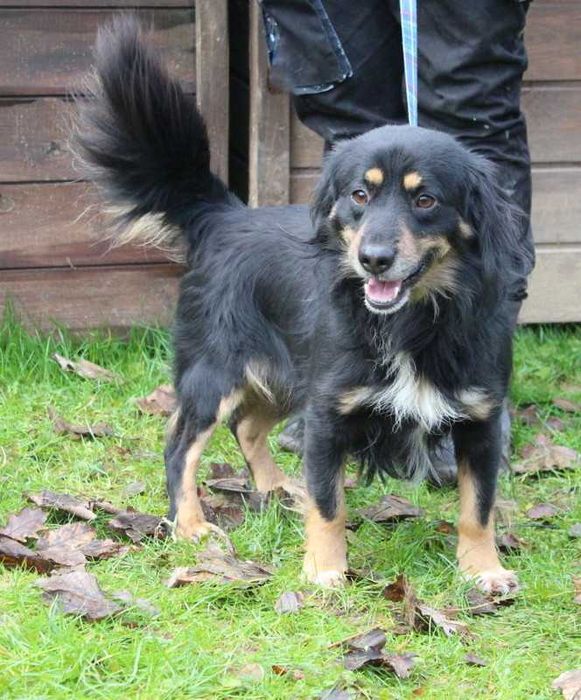 Pies Kokos do adopcji, oddam psa, psy ze schroniska