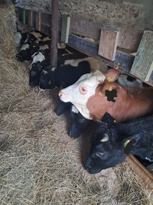 Byczki Jałówki odsadki żeruny cielaki