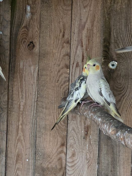 Sprzedam papugi nimfy