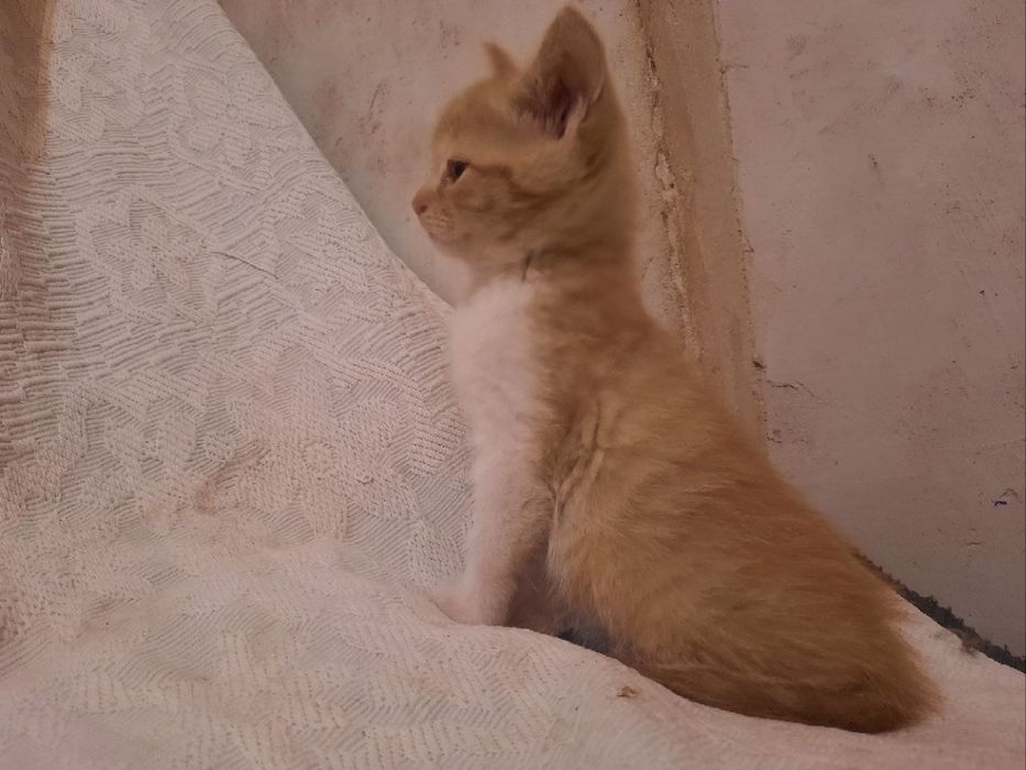 Кошенята в люблячу сім'ю