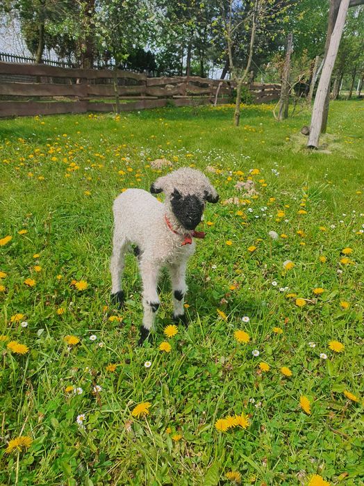 Owca Walizerska Czarnonosa