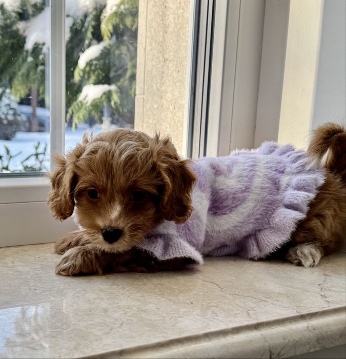 Мальтіпу F1- міні дівчинка