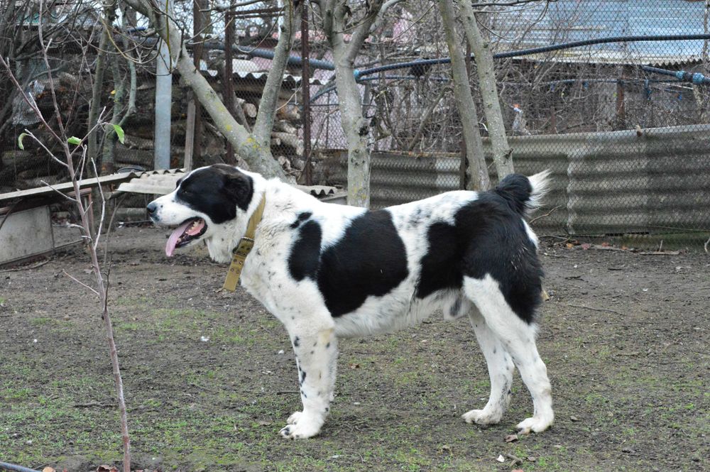 Алабай Граф запрошує на побачення