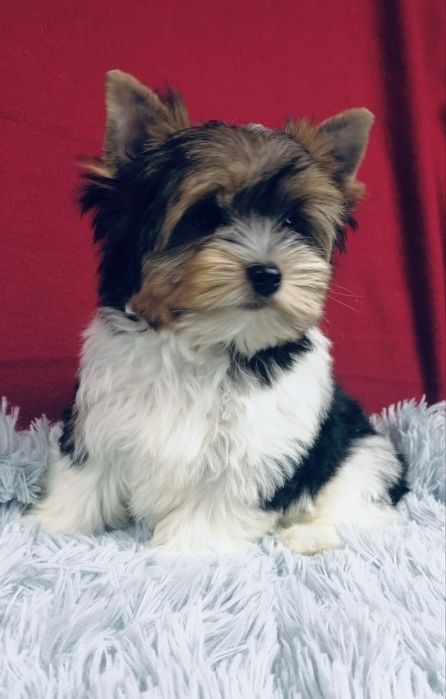 York piesek Biewer Yorkshire Terrier Yorki
