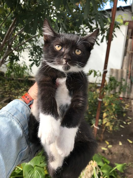 Котята (три кота) !!!