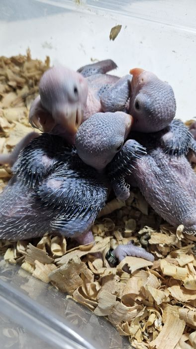 Vários Ring Neckes azuis para acabar de criar a mão